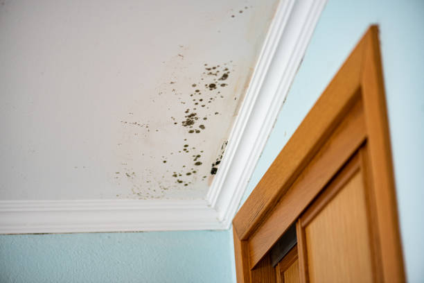 Best Toxic Mold Removal  in Hardinsburg, KY