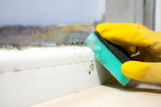 Best Toxic Mold Removal  in Hardinsburg, KY
