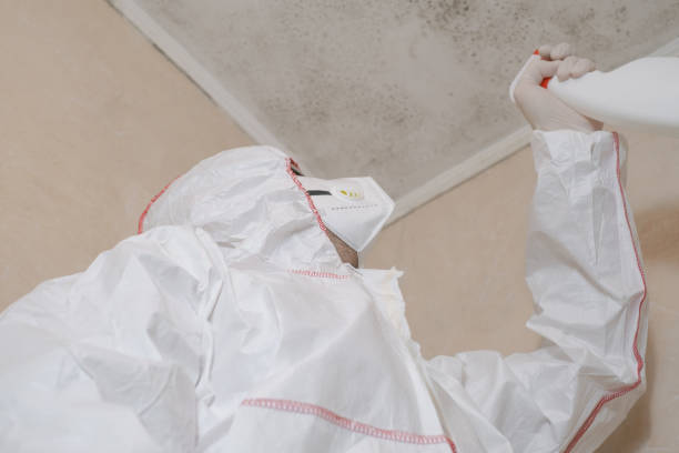 Best Local Mold Removal Service  in Hardinsburg, KY