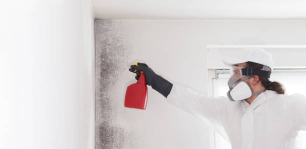 Best Home Mold Removal  in Hardinsburg, KY