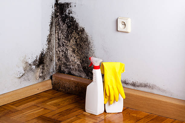 Best Mold Cleaning Services  in Hardinsburg, KY
