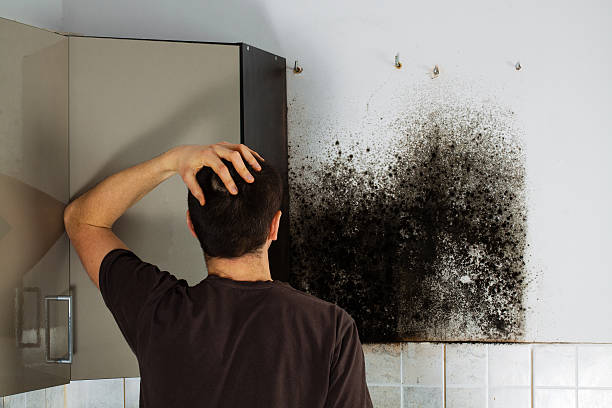 Best Black Mold Removal  in Hardinsburg, KY