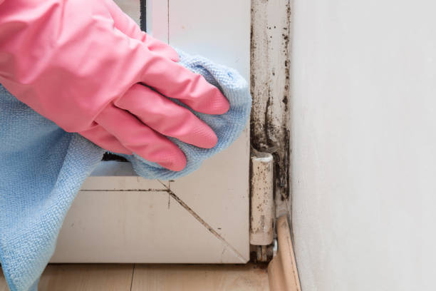 Best Affordable Mold Removal  in Hardinsburg, KY